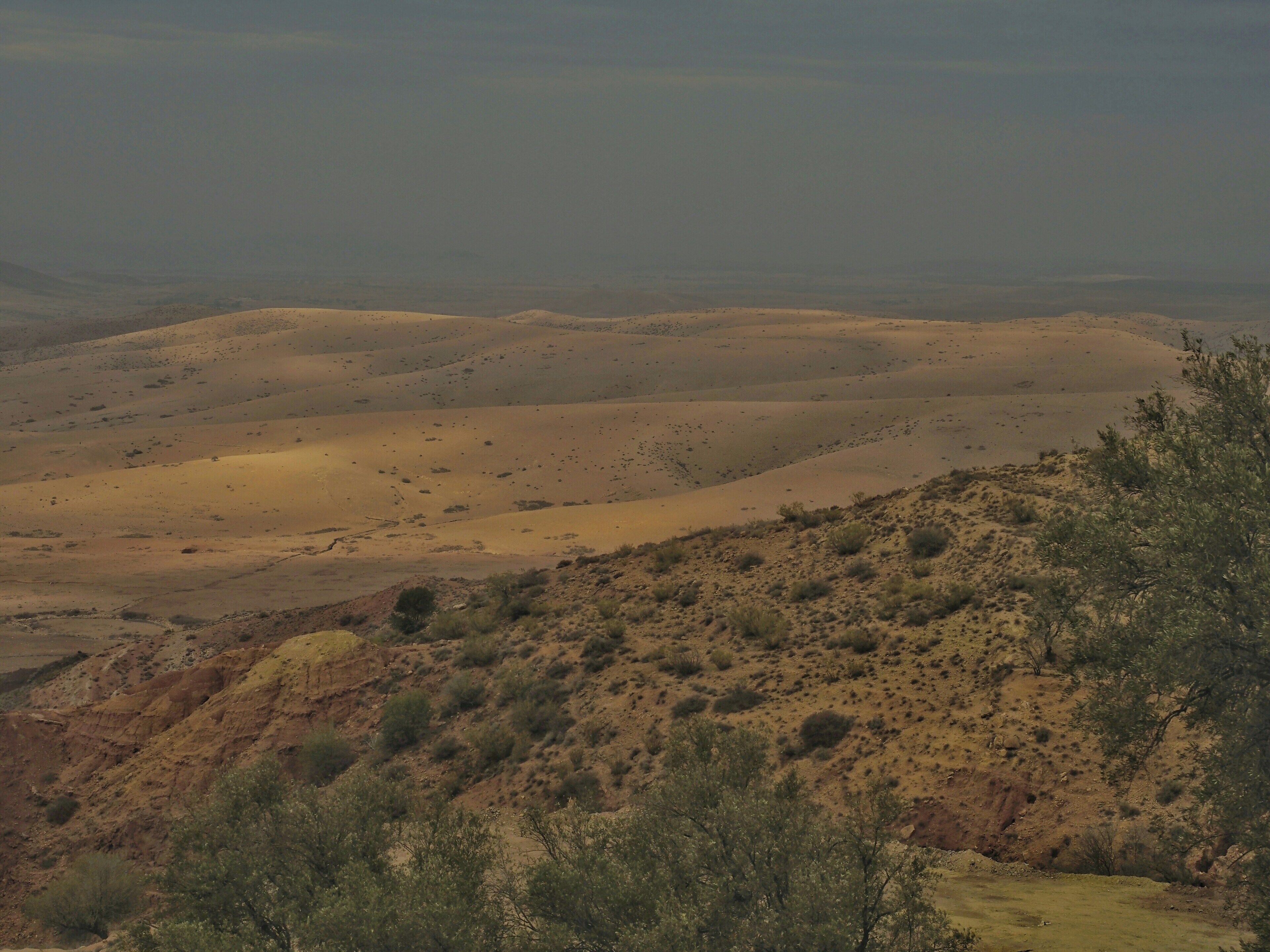 A desert landscape with rolling sand dunes and sparse vegetation.