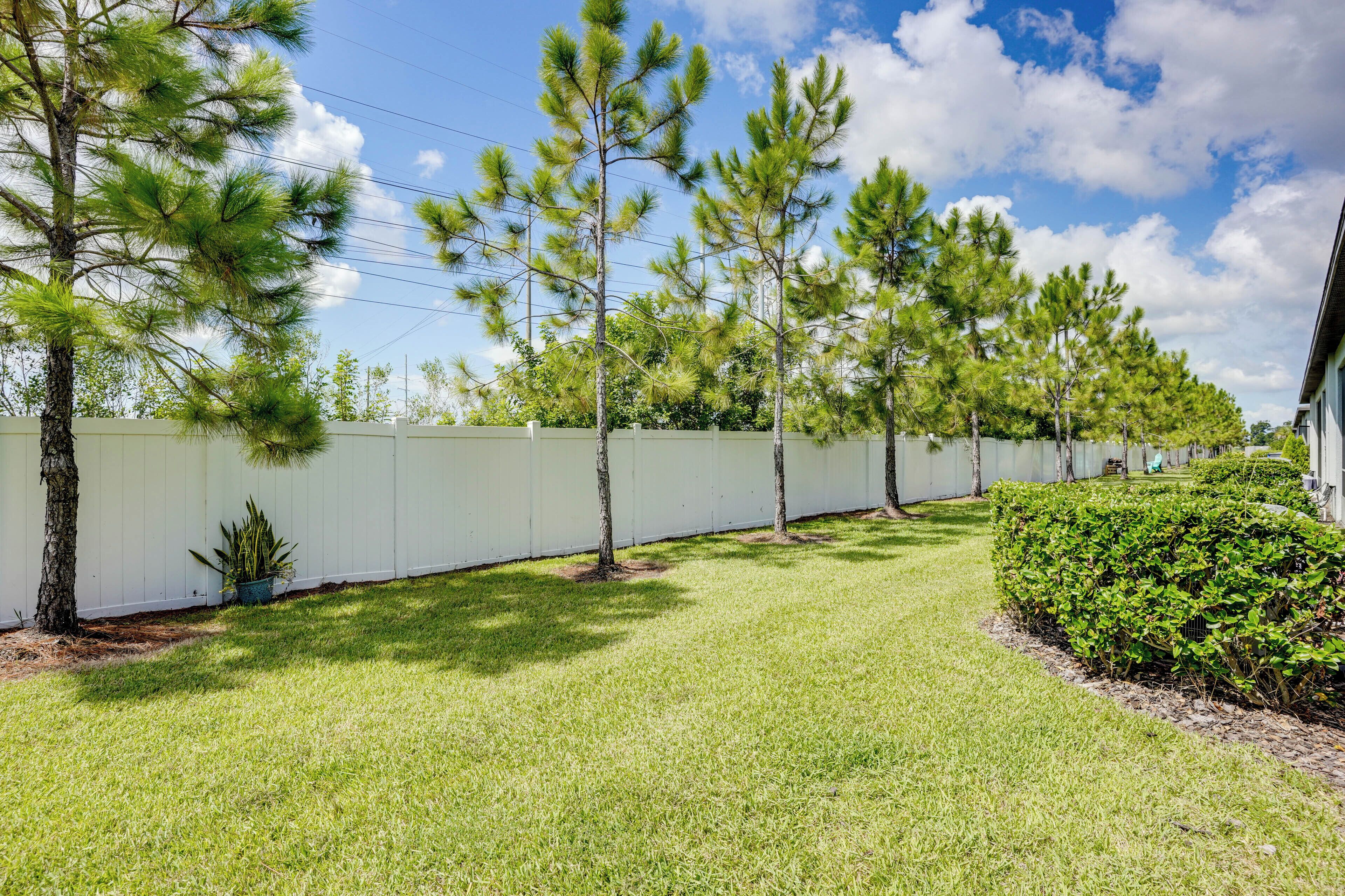A well-maintained lawn with young pine trees, a white fence, and a hedge.