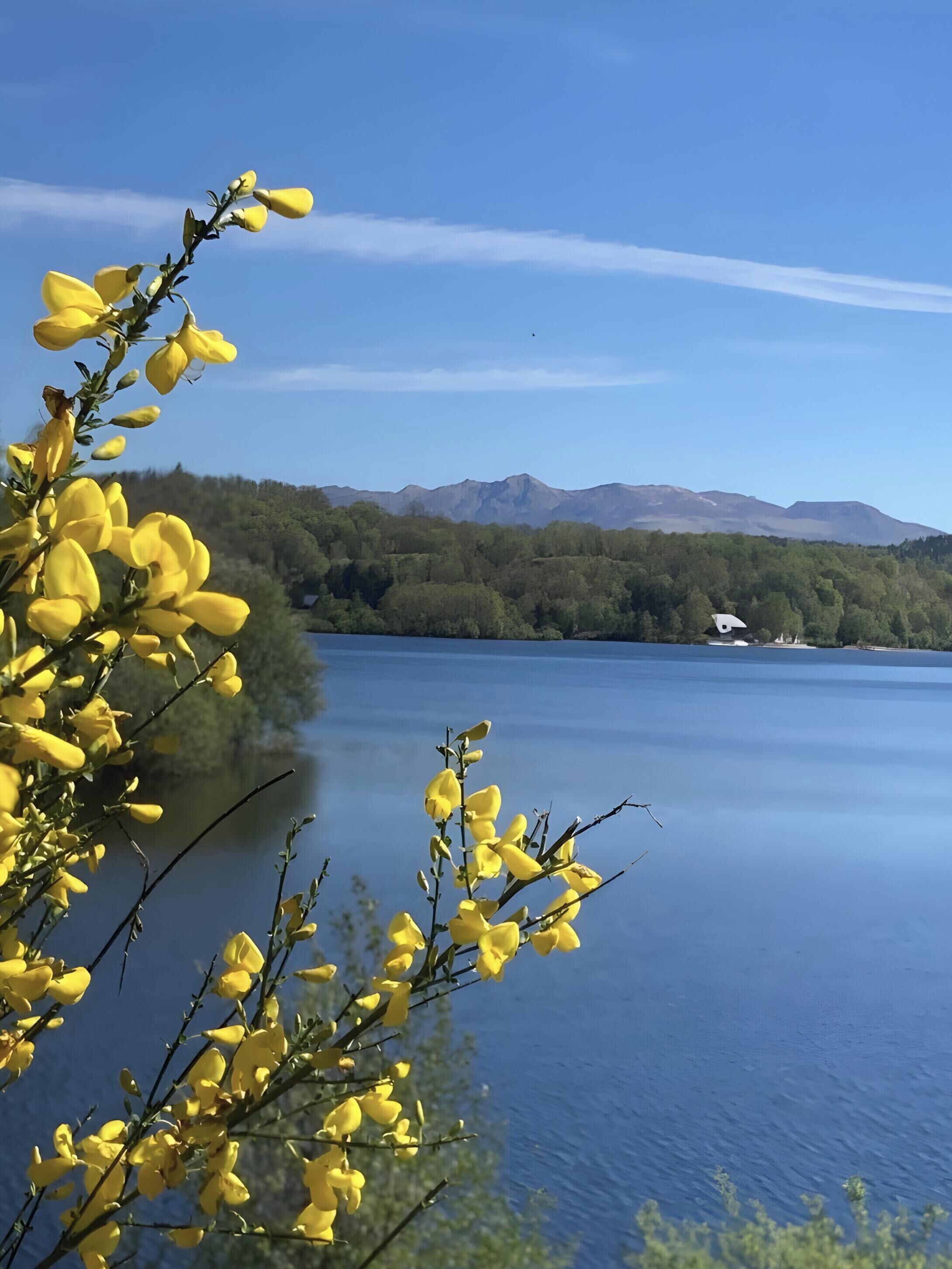A calm lake with mountains in the background and yellow flowers in the foreground.