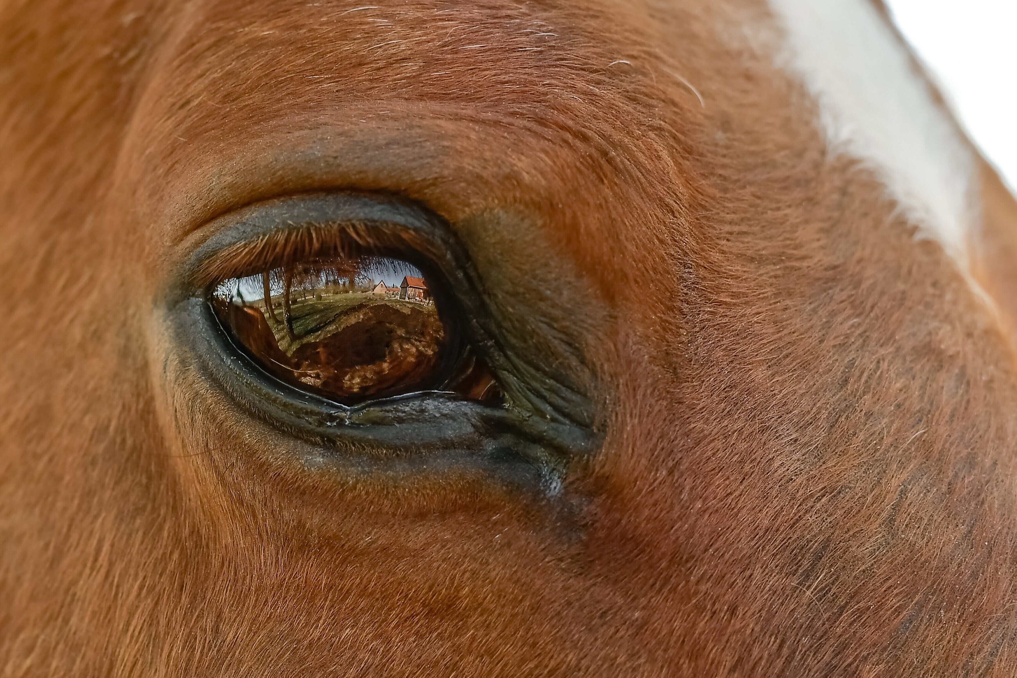 Een close-up van het oog van een paard.