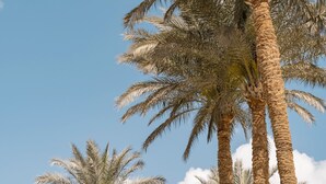A hotel with multiple balconies, palm trees, and a clear blue sky. - Grand Waterworld Makadi couples and families only (Makadi Bay)