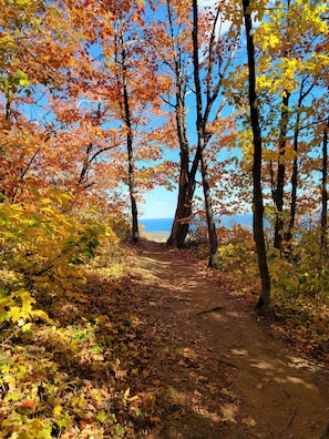 A forest path leading to a body of water.