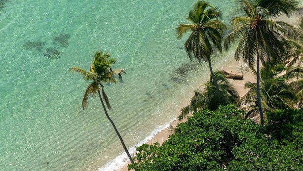 Een strand met helder turquoise water, palmbomen en een zandstrand.