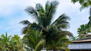 An outdoor seating area with wooden tables and chairs, surrounded by palm trees and a building with solar panels. - Ko-Sa Beach Resort (Ampenyi)