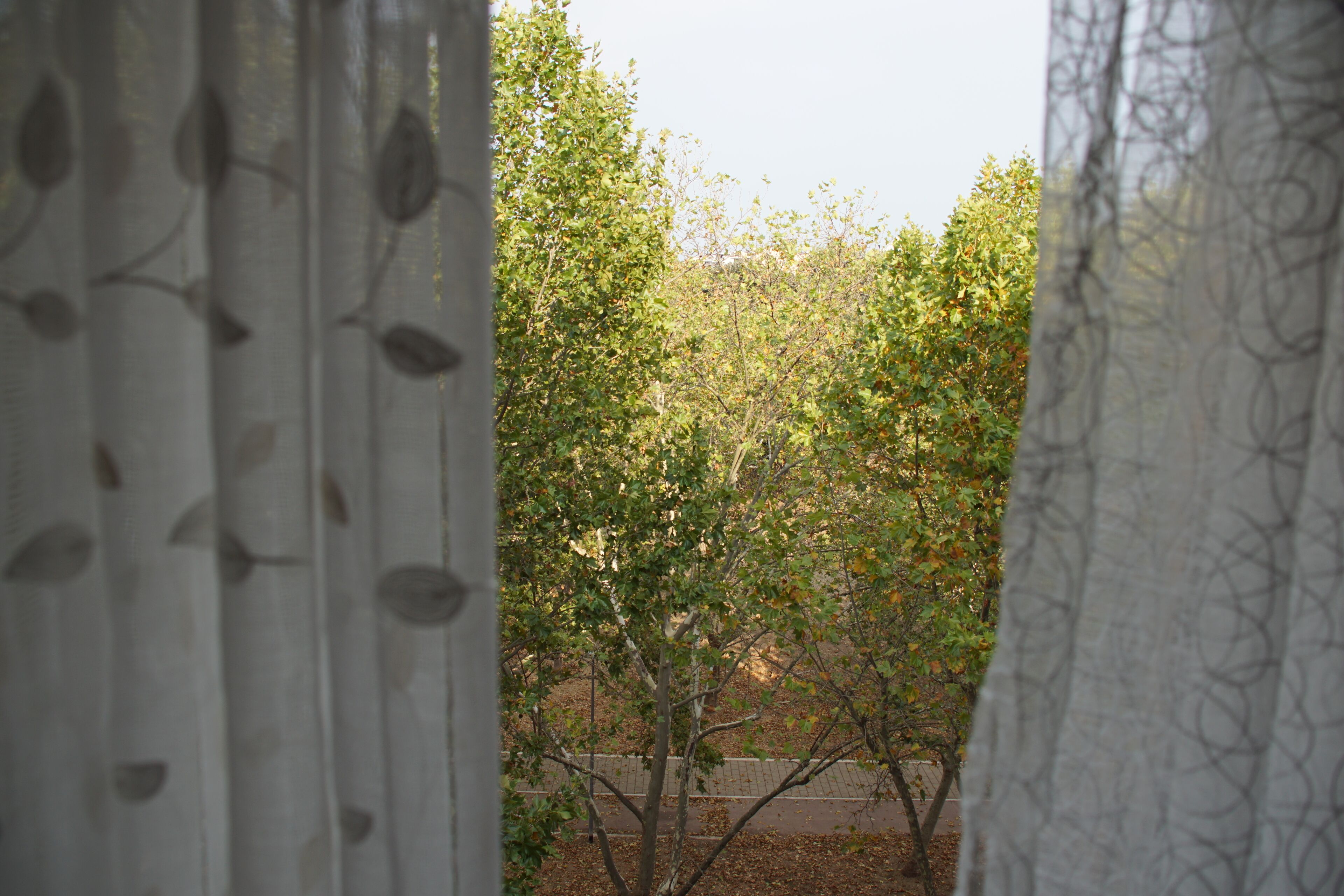 A view through a window with a patterned curtain, revealing a tree-lined street and a sidewalk.