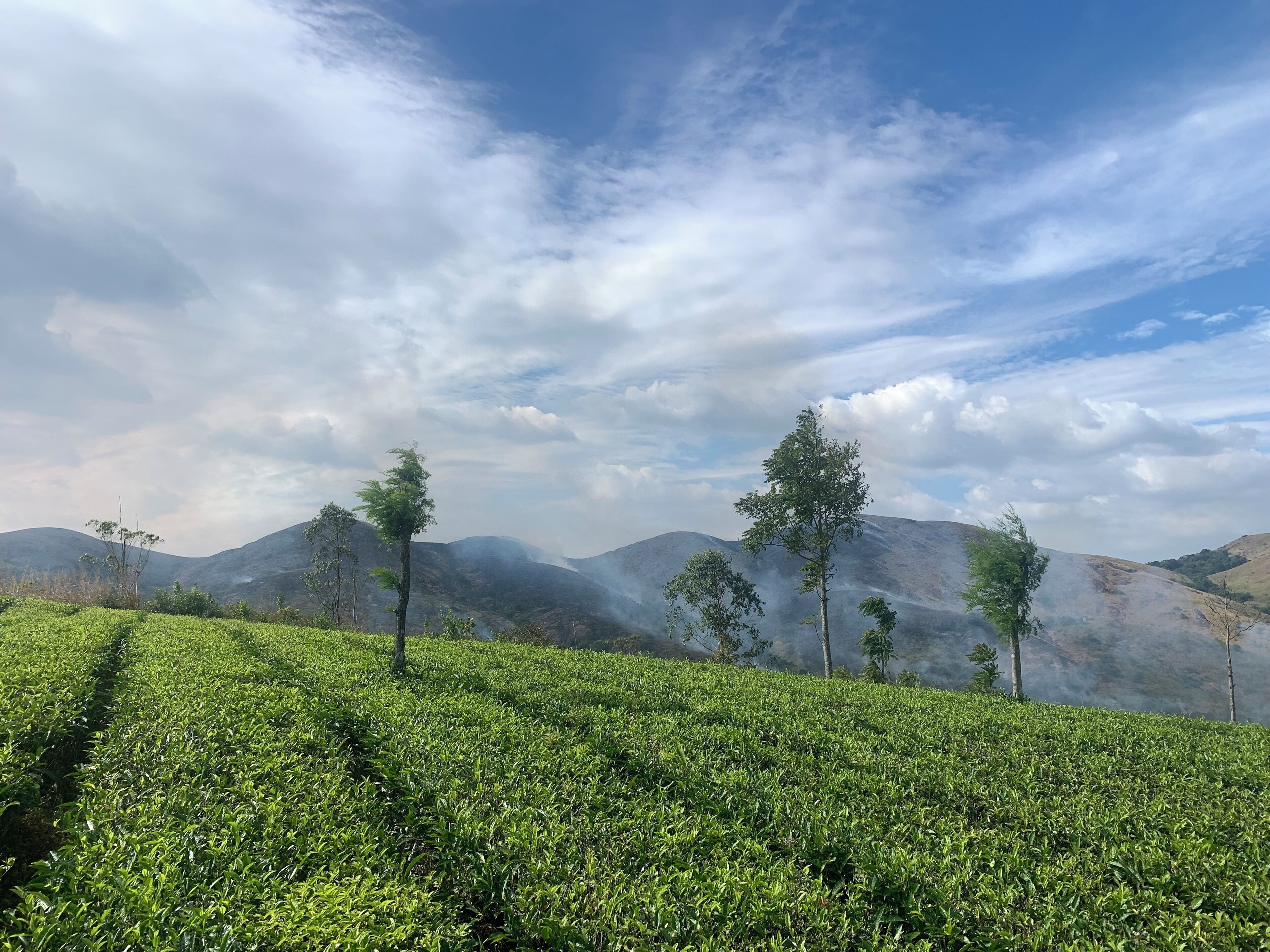 Una rigogliosa piantagione di tè verde con cielo sereno e montagne in lontananza.