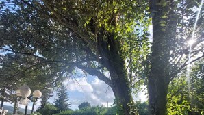 Ein großer Baum mit mächtigem Stamm und dichtem Blätterwerk in einer grünen Rasenfläche.