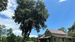 Ein grünes Haus mit einer Veranda und einem großen Baum davor.