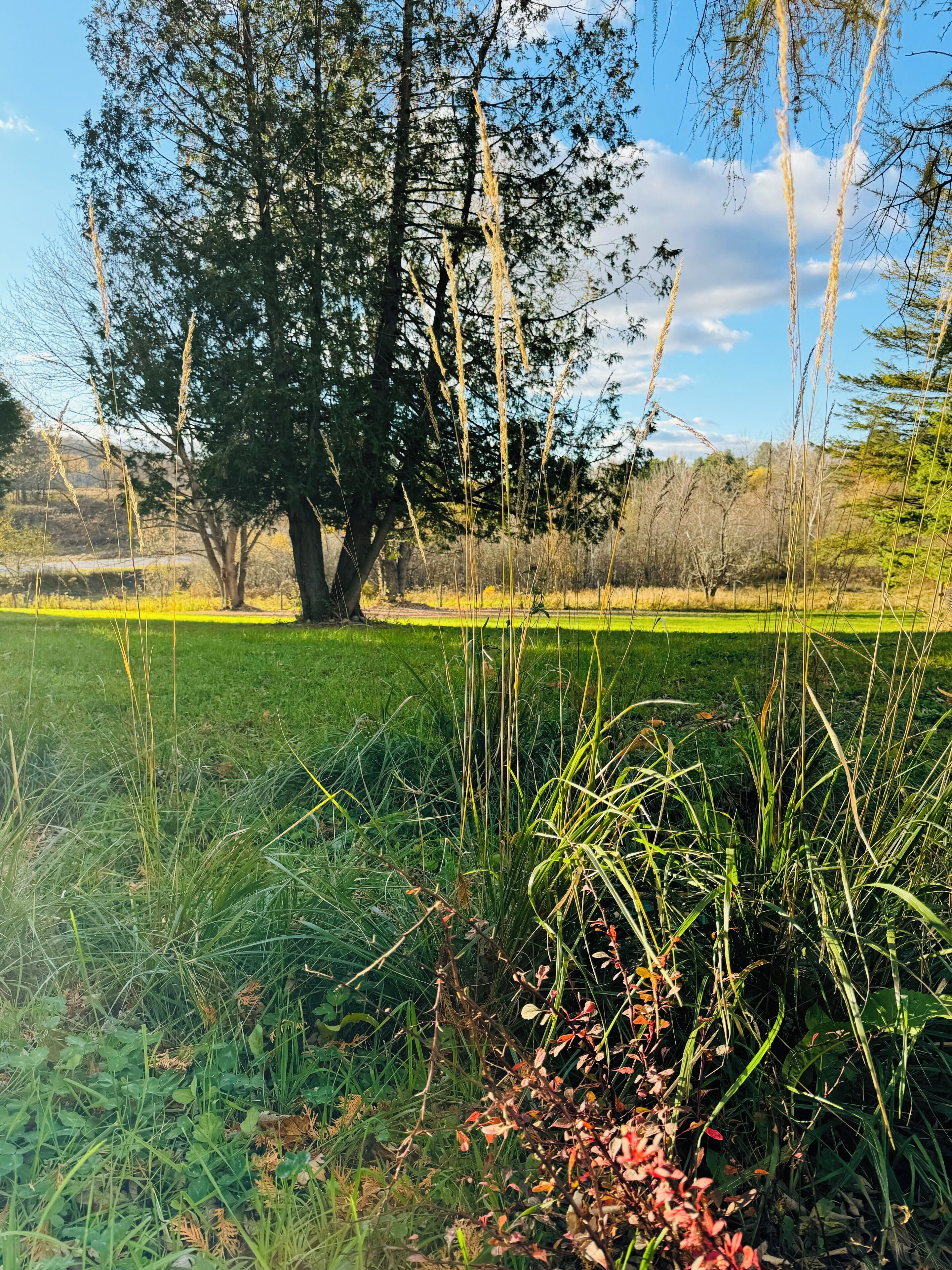 Un paisaje natural con un árbol grande, un campo cubierto de hierba y pastos altos.