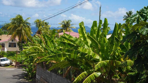 A residential street with banana trees, a white car, and houses with red roofs.