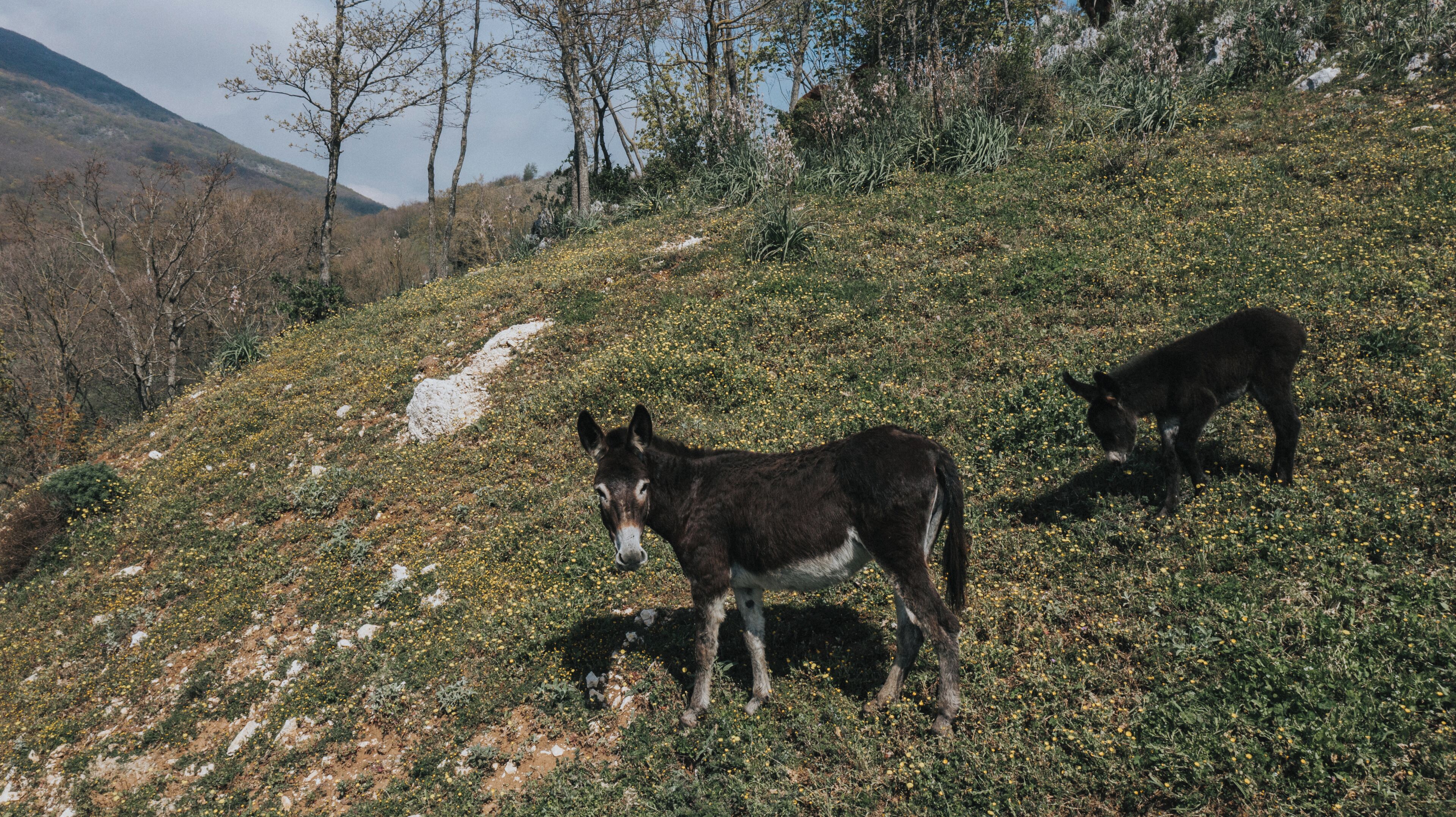 Zwei Esel weiden auf einer Hügelkuppe mit spärlicher Vegetation und einigen Bäumen im Hintergrund.