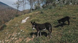 التنزّه سيراً على الأقدام