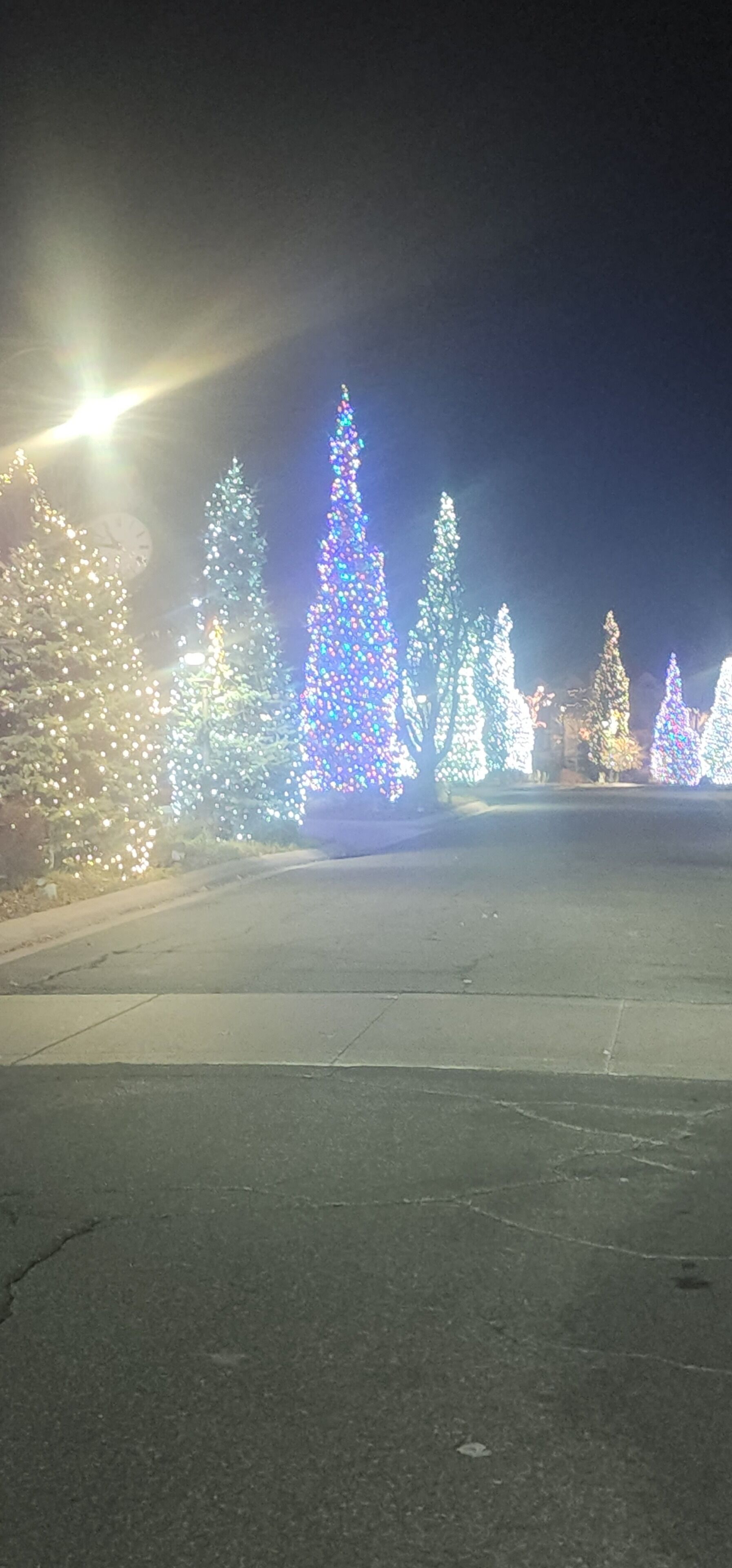 Une vue nocturne d’une rue bordée d’arbres de Noël illuminés.