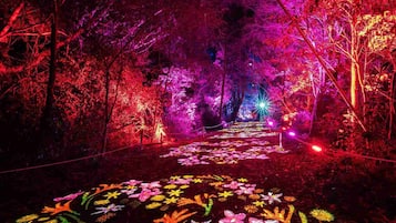 Un sendero entre un bosque iluminado con luces vibrantes.