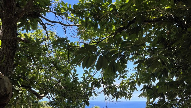 A paved pathway surrounded by lush greenery and trees, leading towards a scenic view of the ocean.
