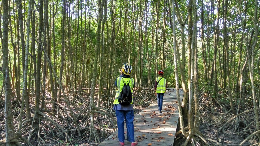 A pathway through a mangrove forest with two people wearing safety vests and helmets.