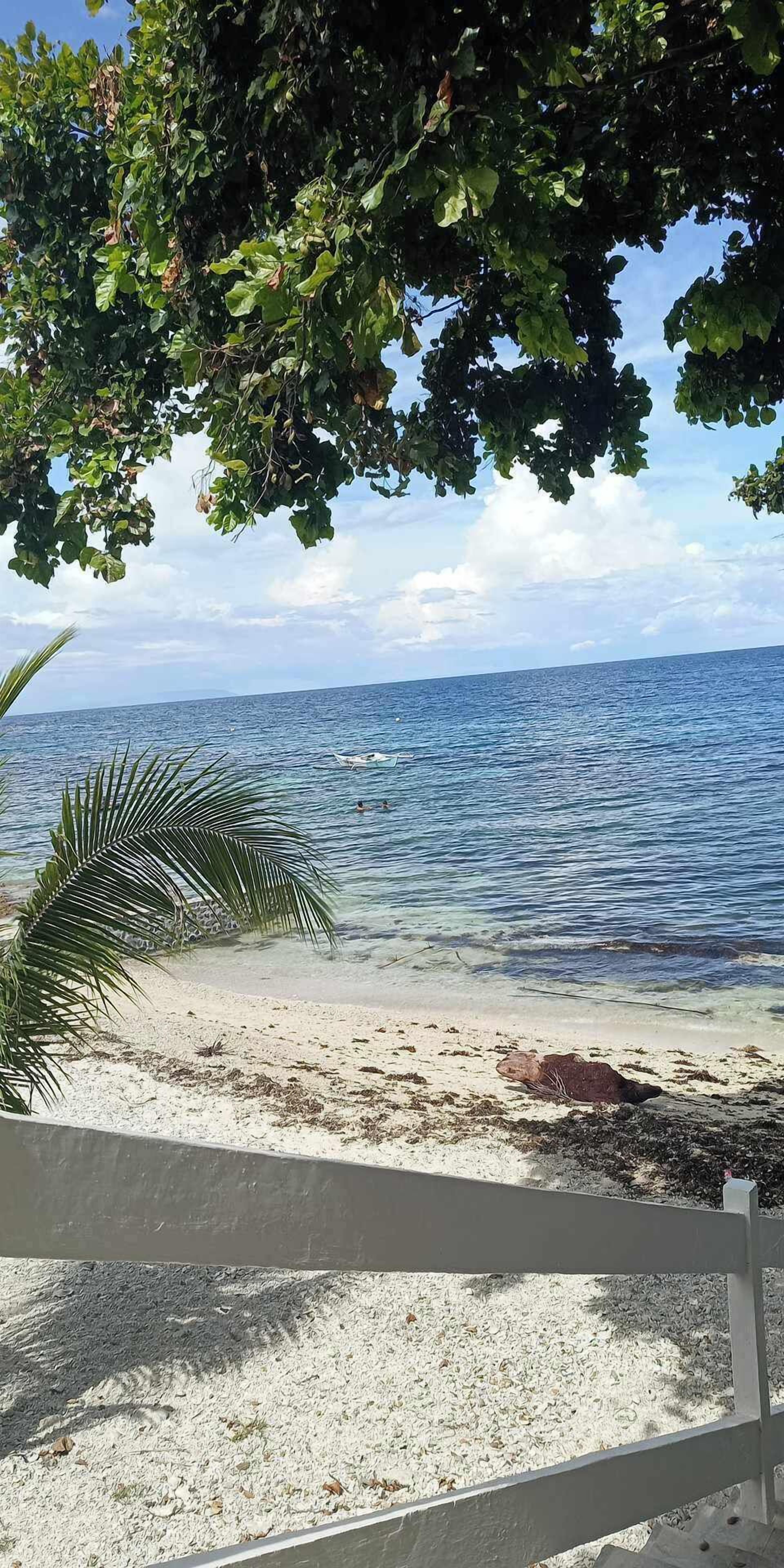 A beach with clear water, a palm tree, and a white fence.