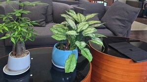 A modern lobby with a sofa, two potted plants, and a glass coffee table.