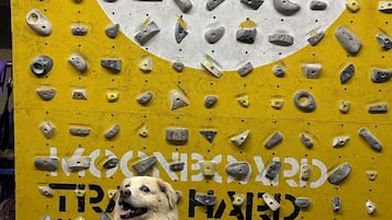 Rock climbing wall - indoor
