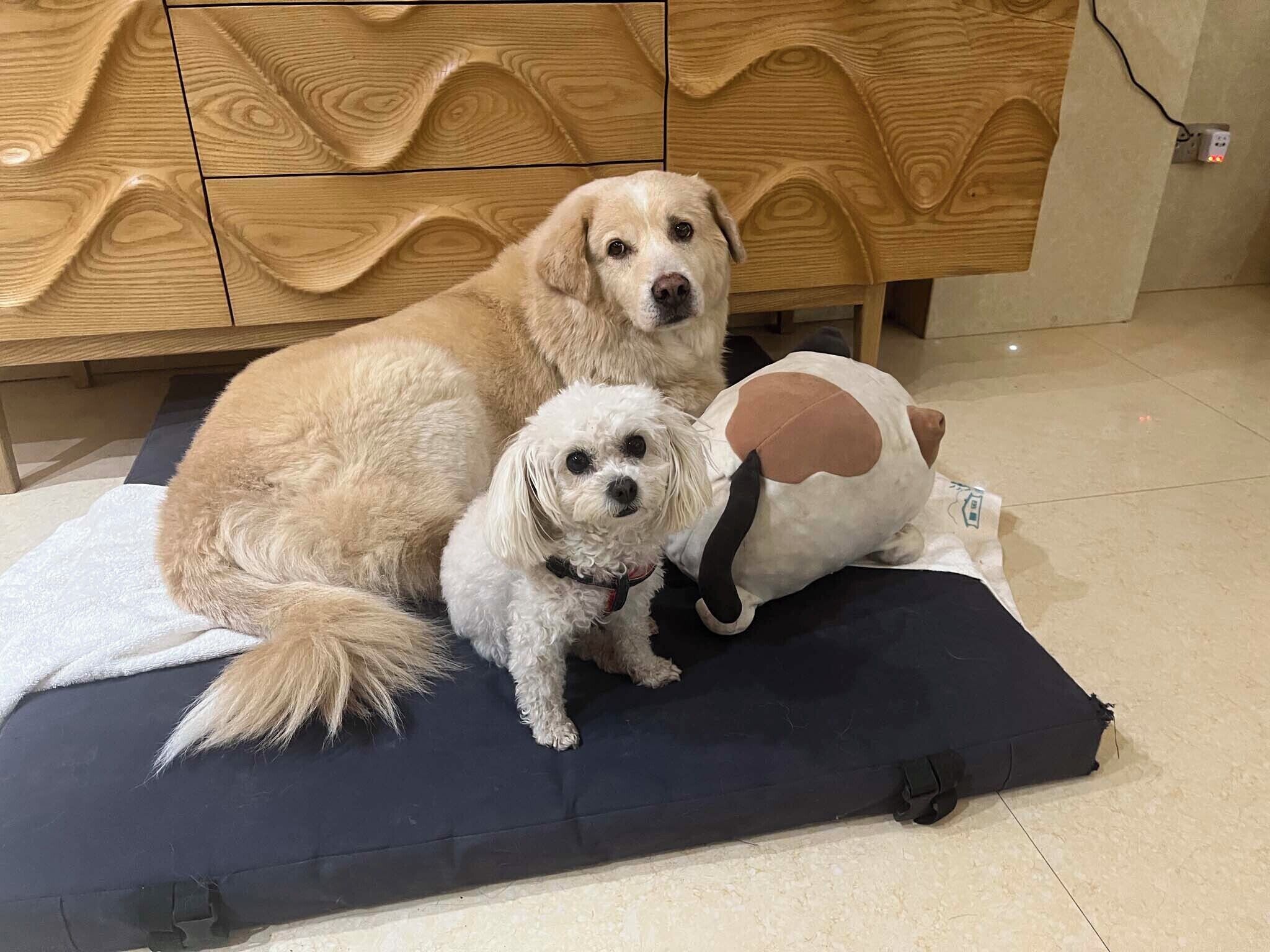 Dos perros sobre un cojín oscuro con un armario de madera al fondo.