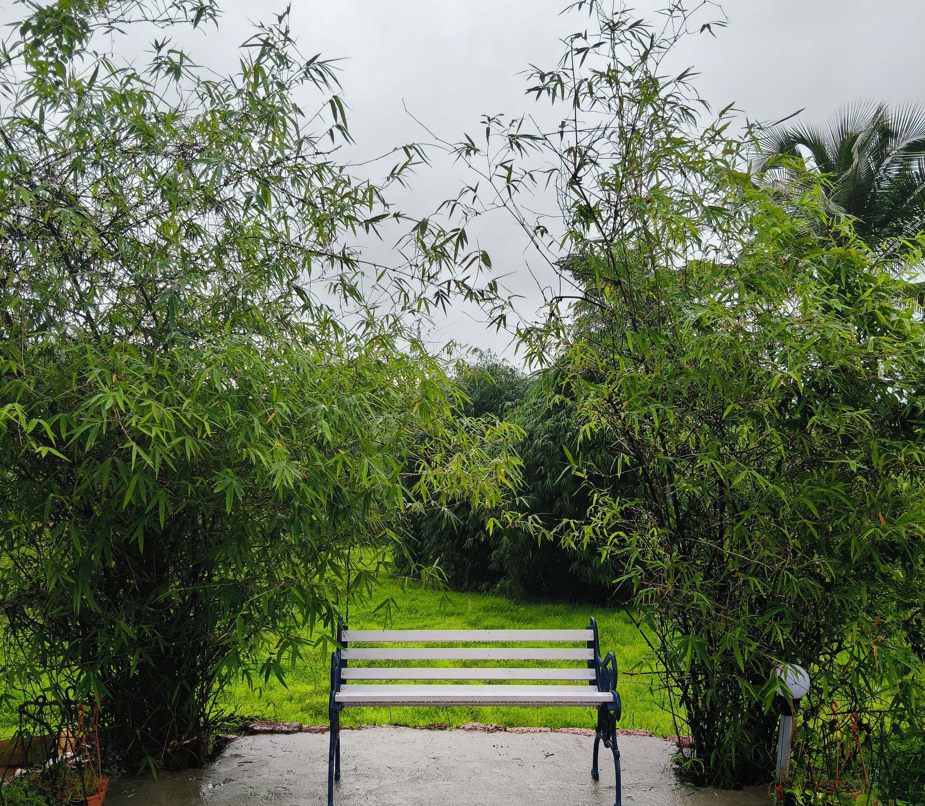 Un banco en un jardín con follaje denso y un sendero de concreto.