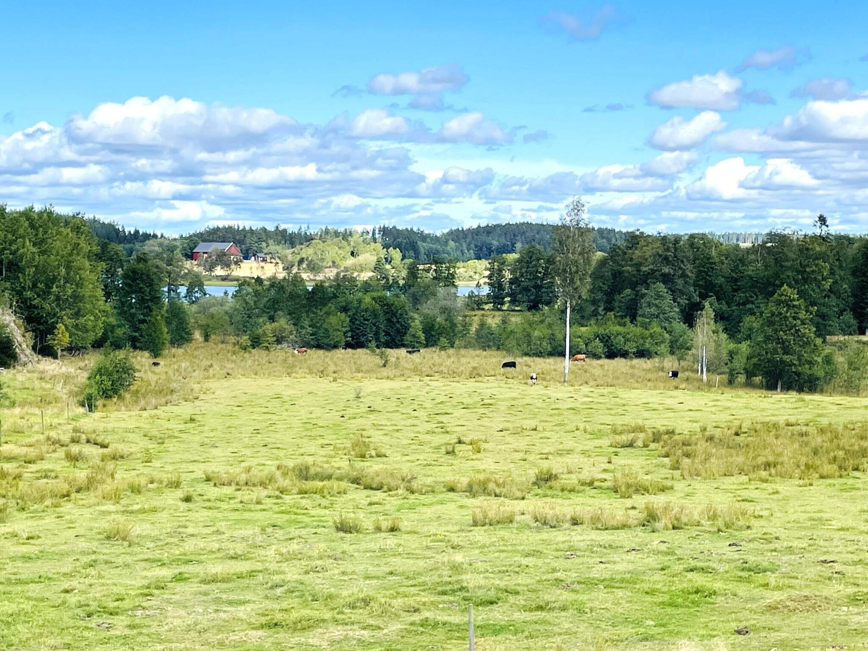 A grassy field with a few cows grazing, surrounded by trees and a distant building.