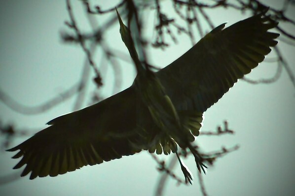 Un pájaro volando sobre un fondo borroso de ramas.