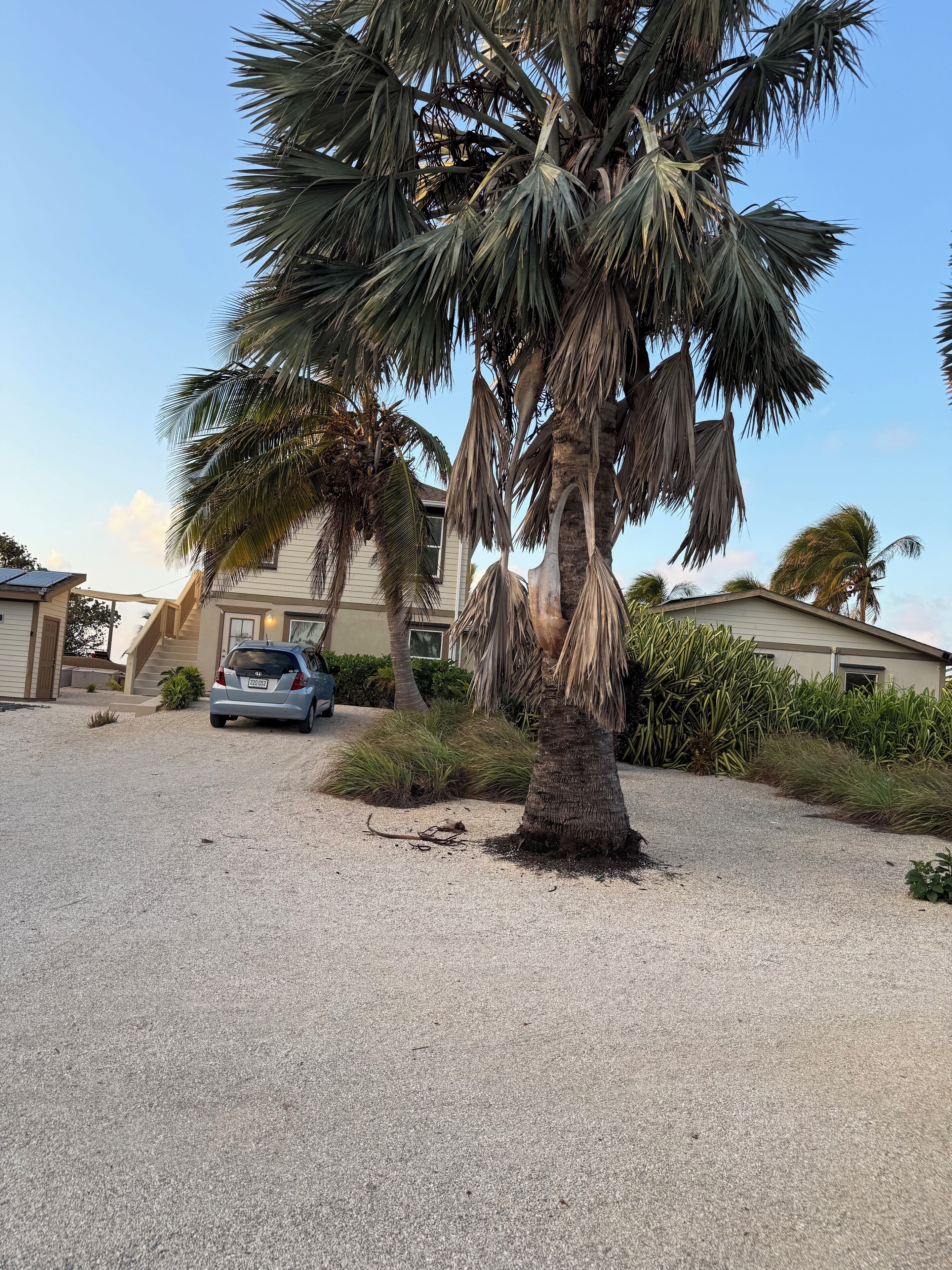 A residential area with a palm tree, a parked car, and houses in the background.