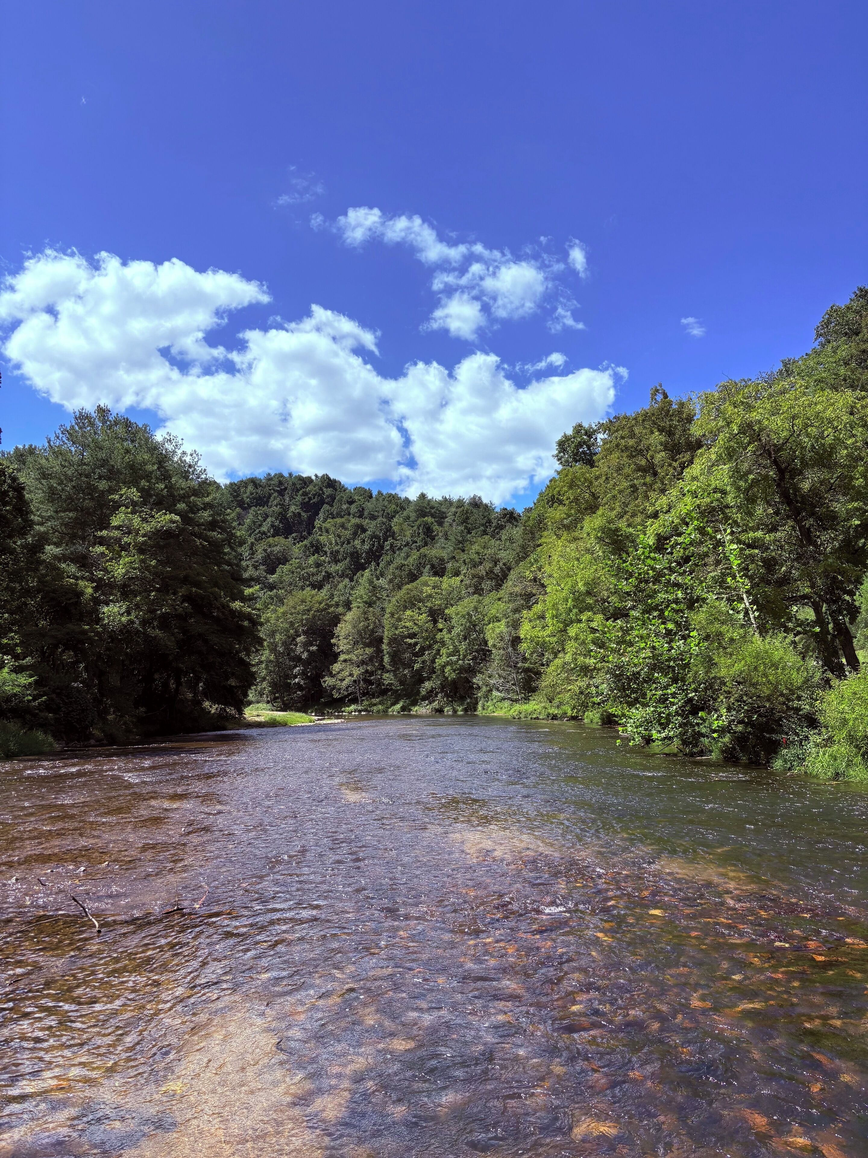 A river flowing through a forested area with dense trees on both sides.