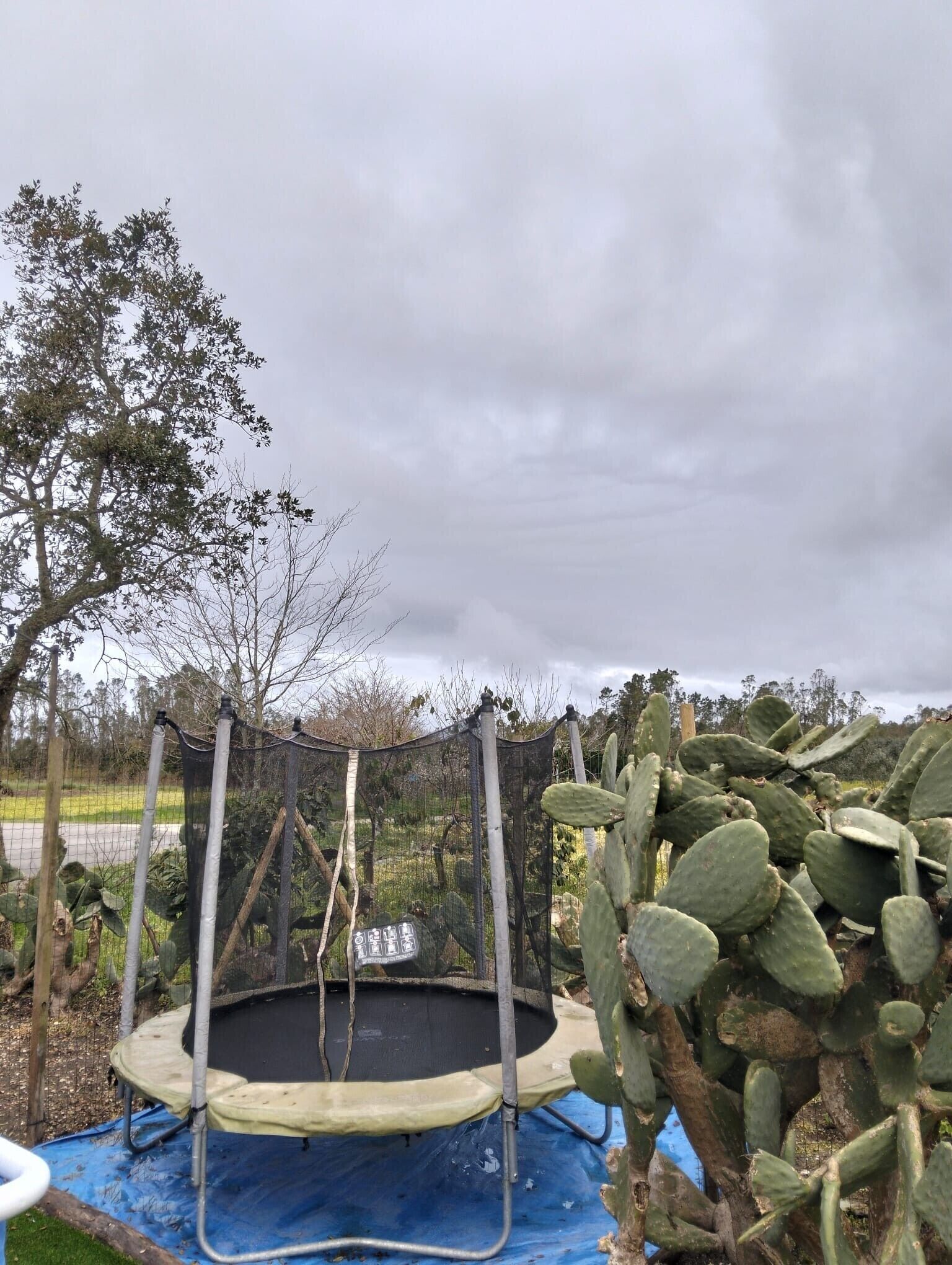A trampoline surrounded by a net, with a cactus and trees in the background.