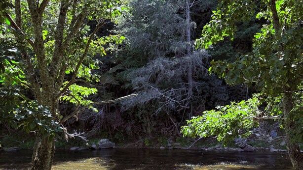 Un entorno natural con un río, árboles y un banco de piedra.