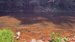 Paisaje natural con una masa de agua clara rodeada de vegetación y árboles.
