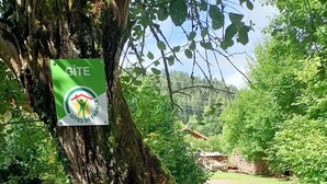 A tree with two signs: one for Gîte de France and another for Chalet Ida, indicating lodging options. - Chalet Ida in its green setting between Gérardmer and Alsace (Anould)