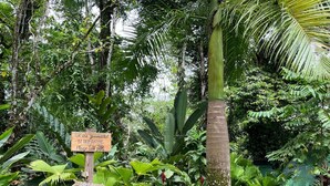 Exterior detail - Dome shaped bungalow in a lush tropical forest, steps away from ocean views. (Bocas del Toro)