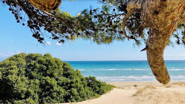 A beach with a forested area and a view of the ocean.