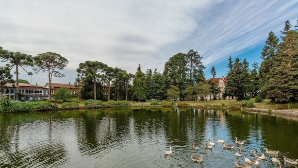 Un lago sereno con patos nadando, rodeado de exuberante follaje y edificios al fondo.