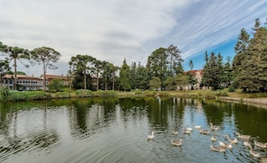 A serene lake with ducks swimming, surrounded by lush greenery and buildings in the background.