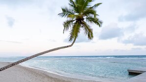 A beach with a palm tree leaning over the sand, a wooden walkway, and the ocean in the background. - Caribbean Sunscape Beachfront Apartment (Playa Juan Dolio)