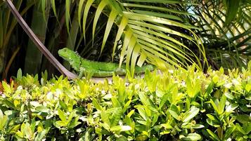 Un iguane vert perché sur une branche, dans un jardin luxuriant et verdoyant, où poussent différentes plantes et un palmier.