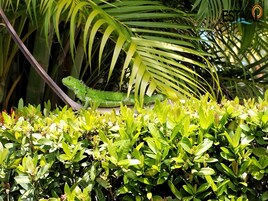 Una iguana verde sobre una rama en un exuberante jardín verde con diversas plantas y una palmera.