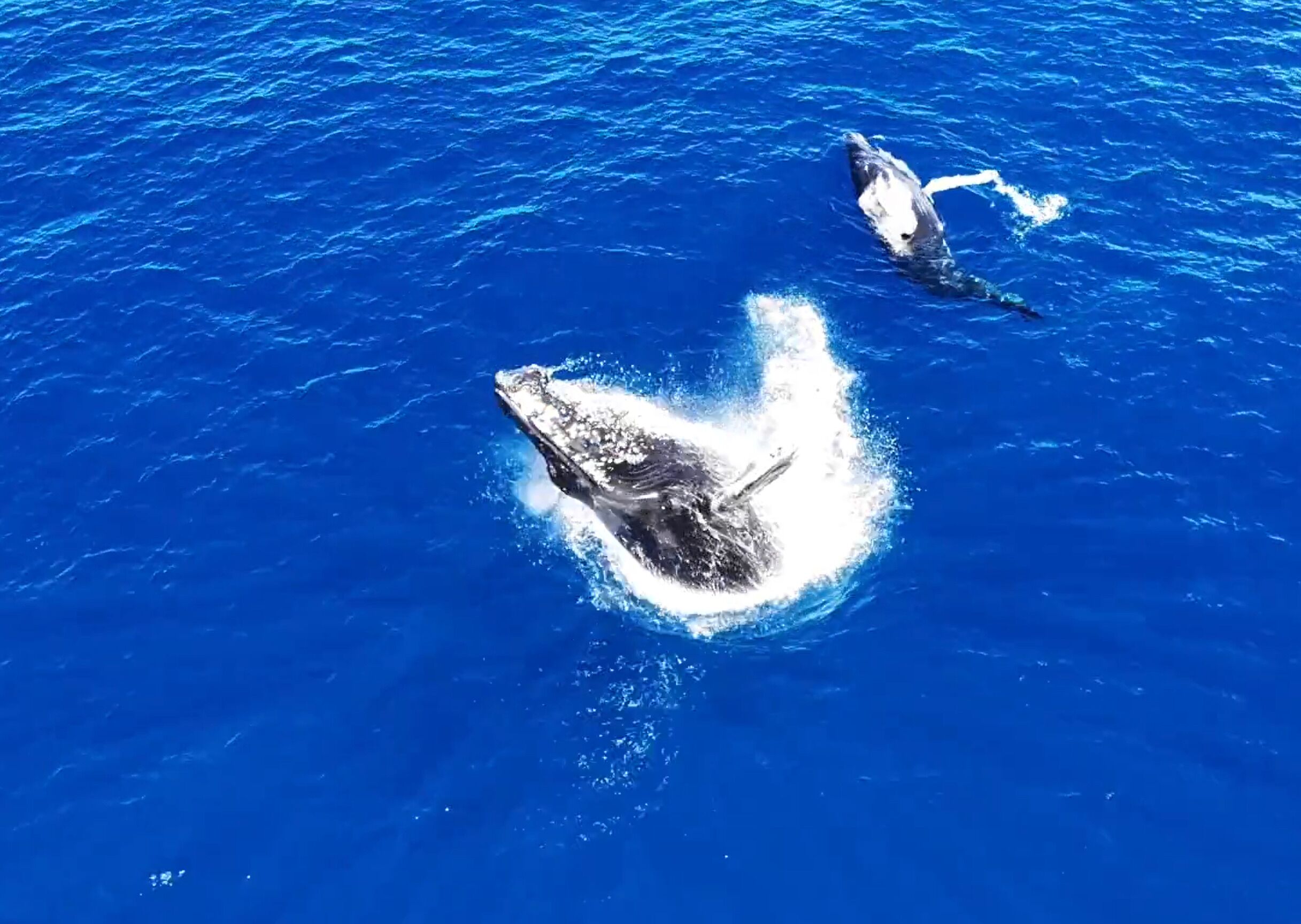 A whale breaching the ocean surface.