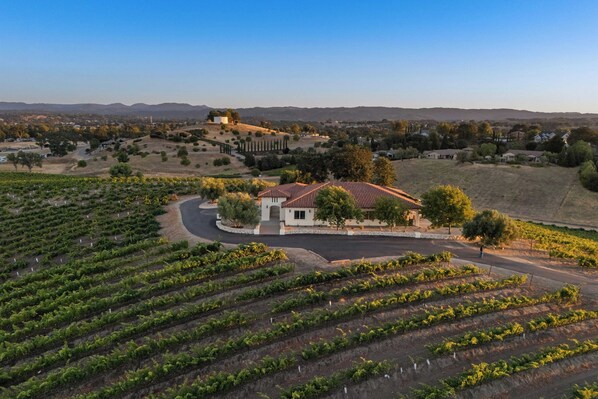 A vineyard with rows of grapevines and a building with a red roof.