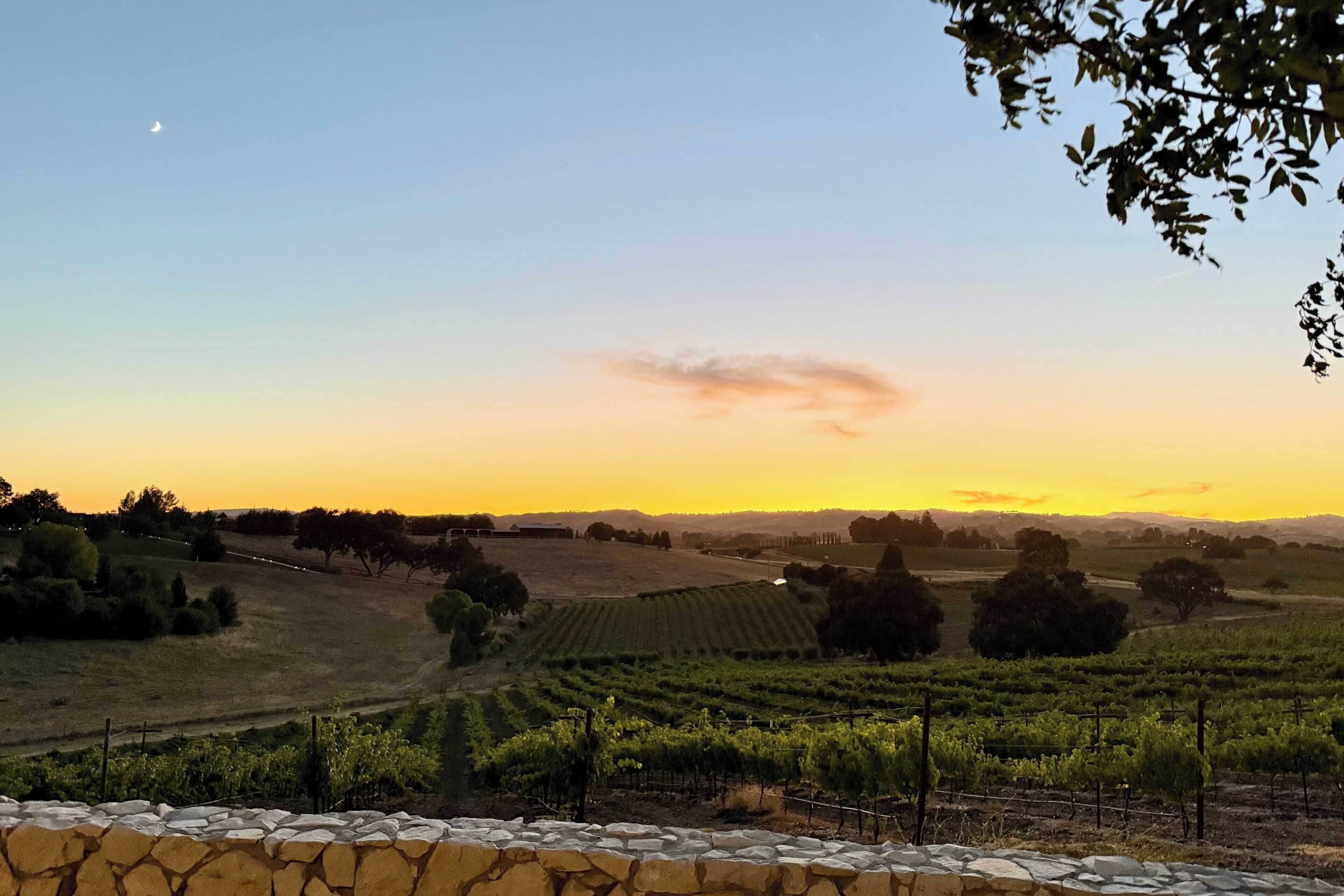A vineyard landscape with stone walls and rows of grapevines.