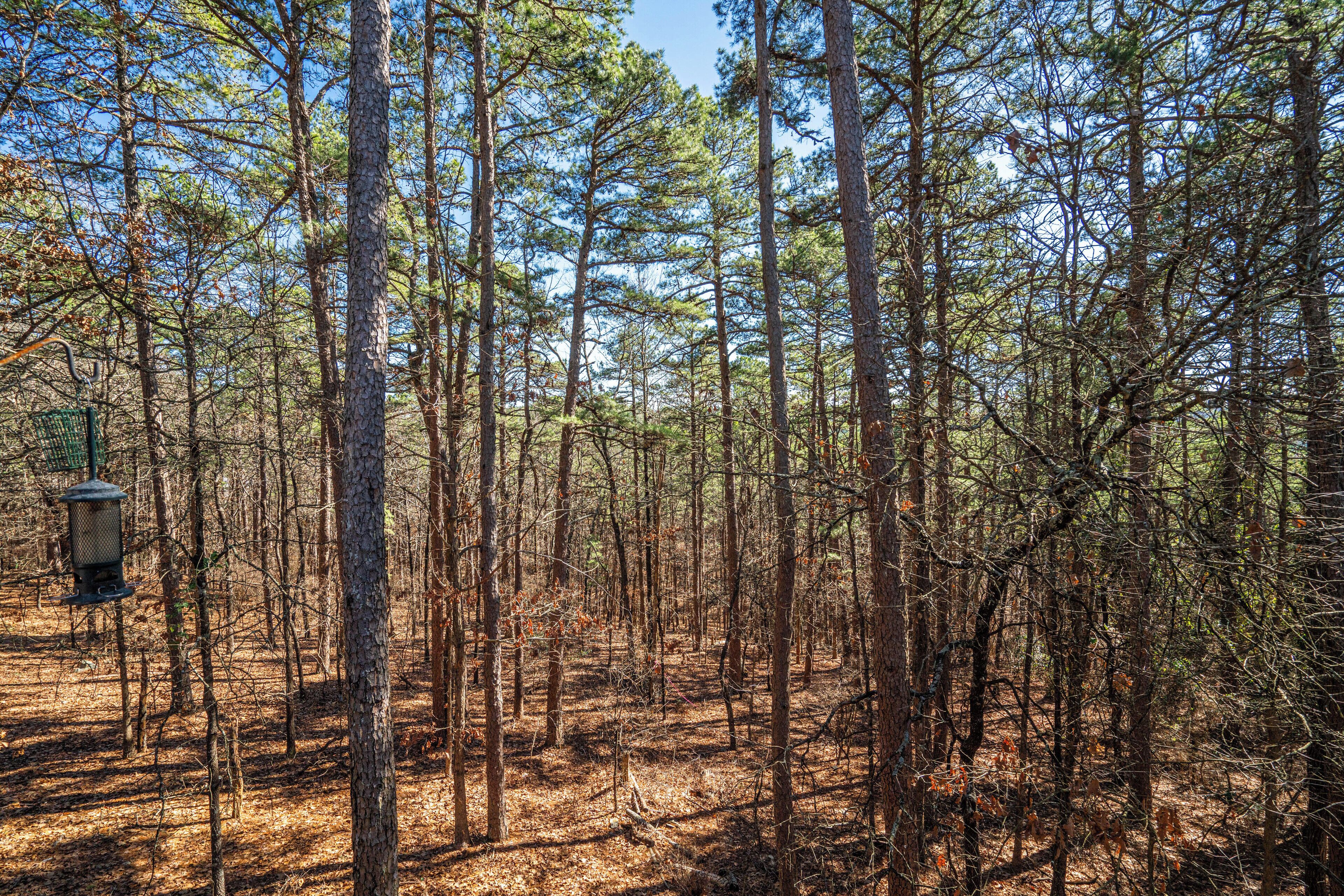 Un bosque tupido con altos pinos y un comedero para pájaros.