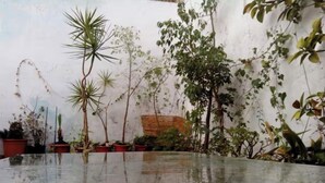 A glass table with a metal frame, surrounded by various potted plants and a rustic wall.