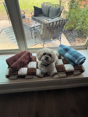 A small dog on a window sill with a view of a patio area. - Bring generations together, 5 bdrms, hot tub, fire pit and games. (San Antonio)
