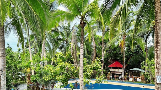 A pool area surrounded by palm trees and greenery, with a building in the background. - Spark Camp - Baler (Baler)