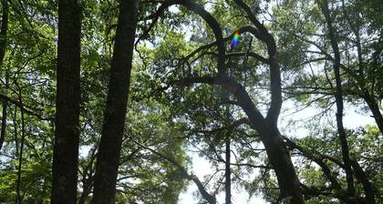 Lowcountry Orchard Getaway: 4-bedroom house in lovely Yemassee, SC Sleeps 12