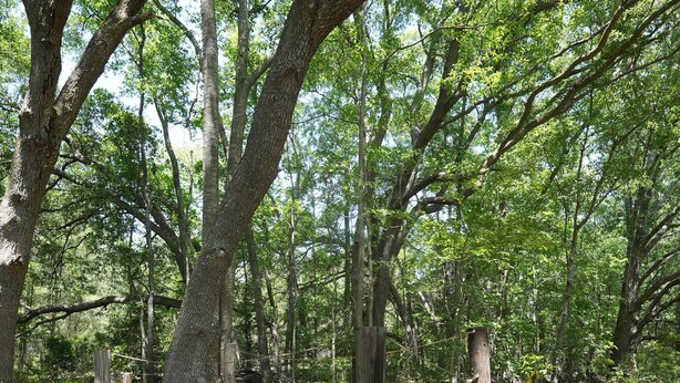 A wooden deck in a forested area with trees and a natural setting.