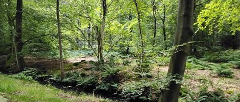 Maison | Vue depuis lâhĂ©bergement